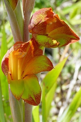 Gladiolus dalenii