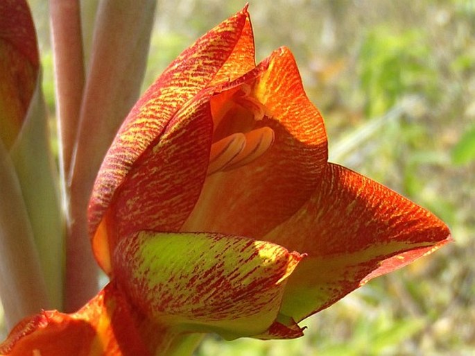 Gladiolus dalenii