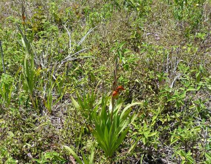 Gladiolus dalenii