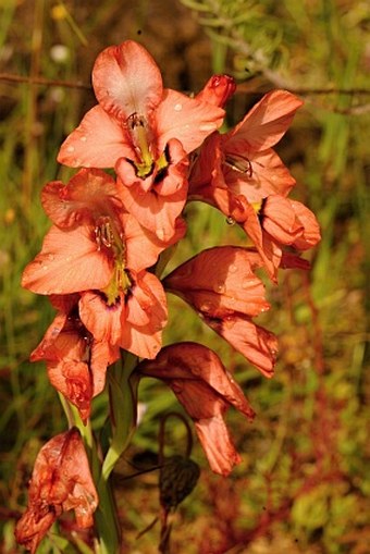 Gladiolus meliusculus