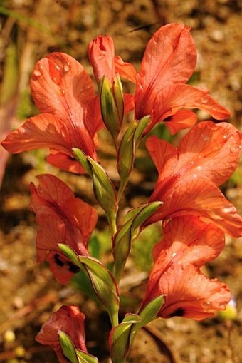 Gladiolus meliusculus