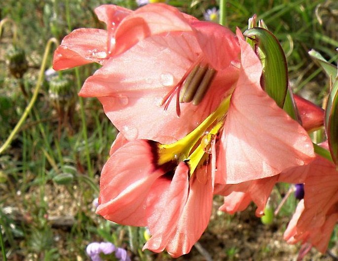 Gladiolus meliusculus