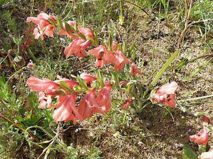 Gladiolus meliusculus