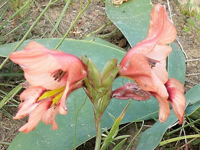 Gladiolus meliusculus