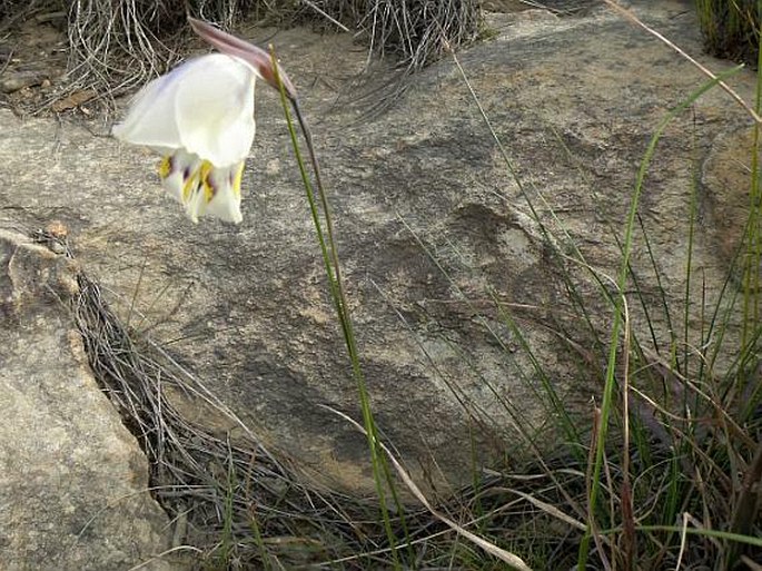 Gladiolus patersoniae