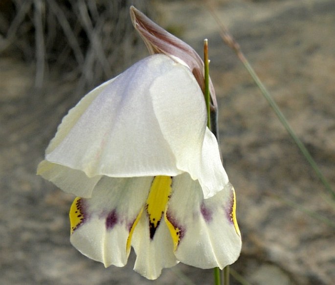 Gladiolus patersoniae