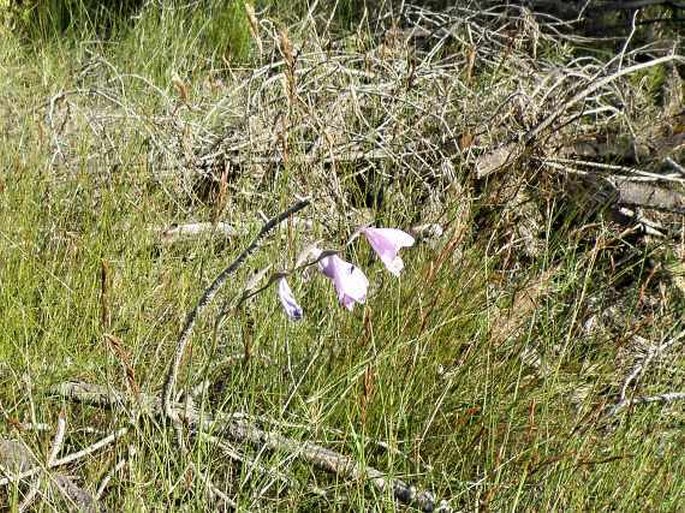 Gladiolus rogersii