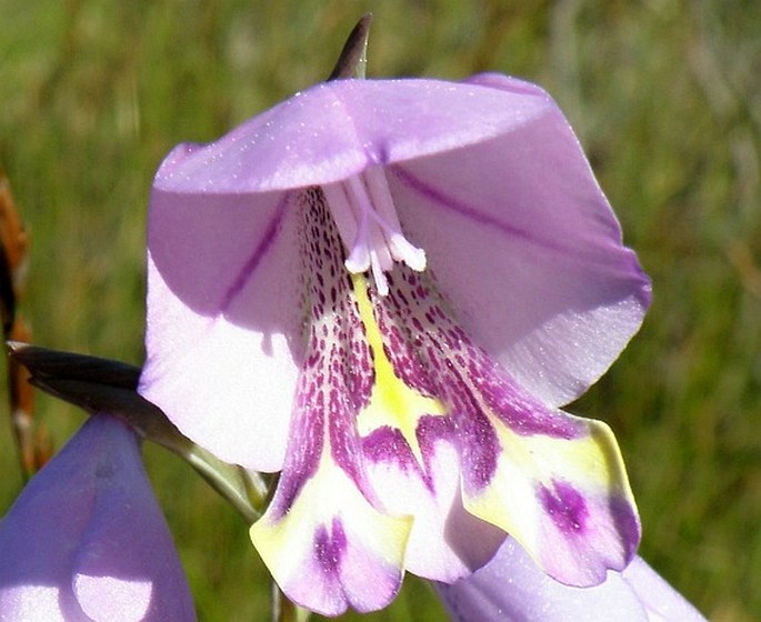 Gladiolus rogersii