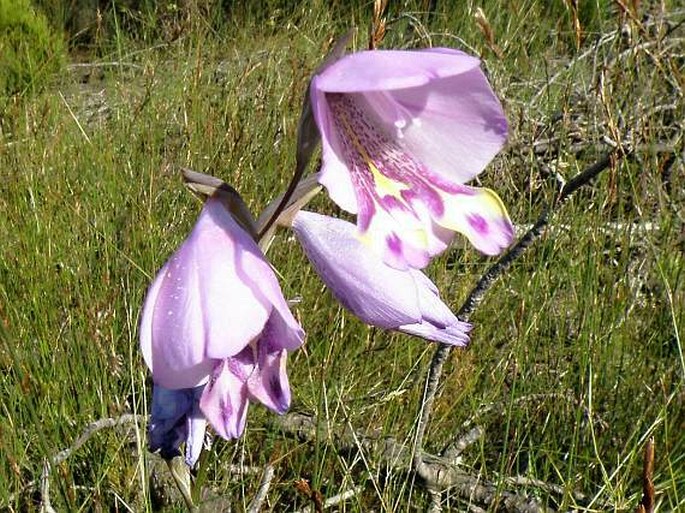 Gladiolus rogersii