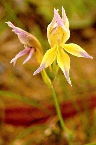 Gladiolus venustus