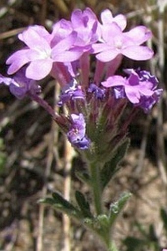 Glandularia bipinnatifida