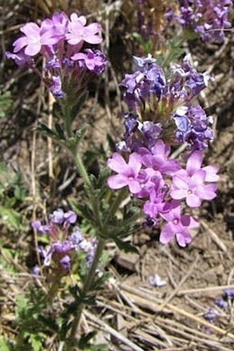 Glandularia bipinnatifida