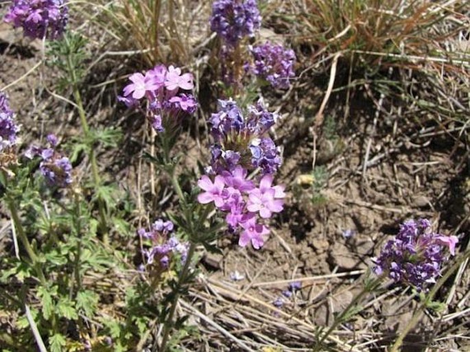 Glandularia bipinnatifida