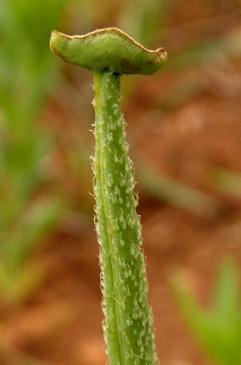 Glaucium corniculatum