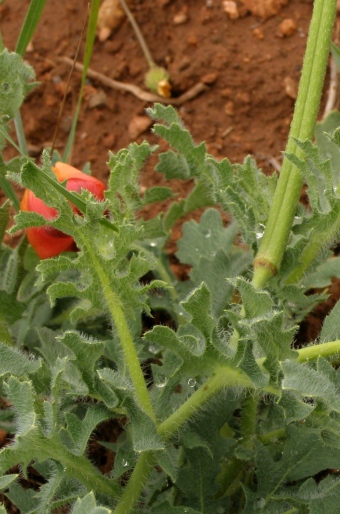 Glaucium corniculatum