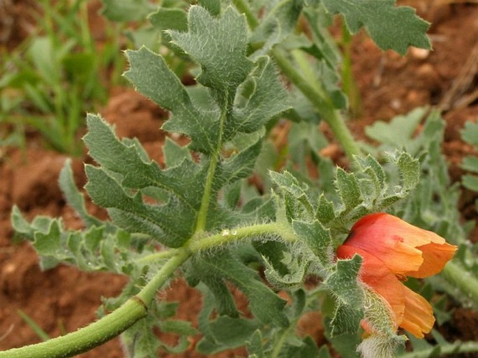 Glaucium corniculatum