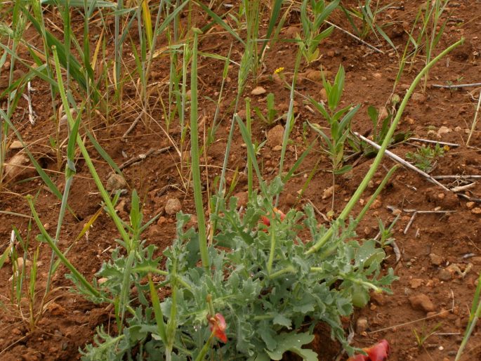 Glaucium corniculatum