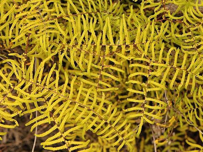 Gleichenia polypodioides