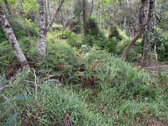 Gleichenia polypodioides