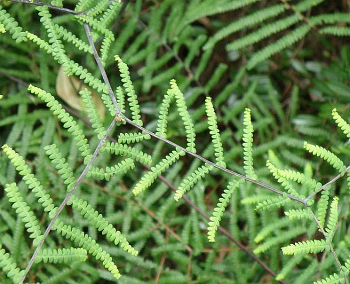 Gleichenia polypodioides