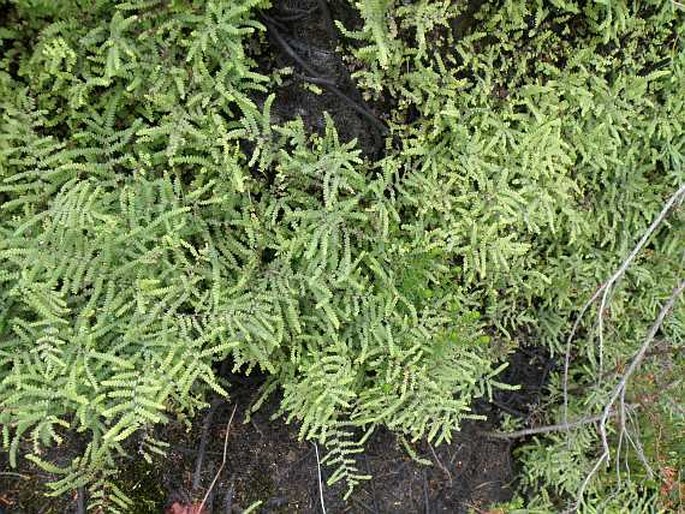 Gleichenia polypodioides