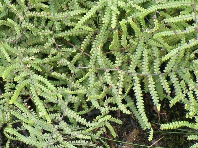 Gleichenia polypodioides