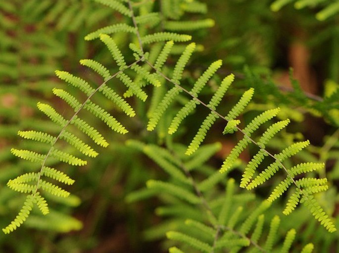 Gleichenia polypodioides