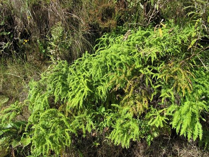 Gleichenia umbraculifera