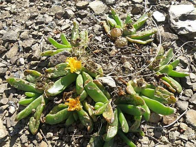 Glottiphyllum depressum