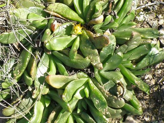 Glottiphyllum depressum