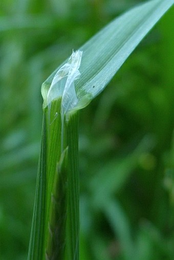 Glyceria notata