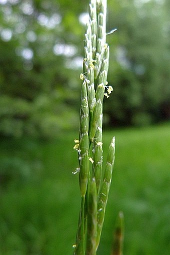 Glyceria notata