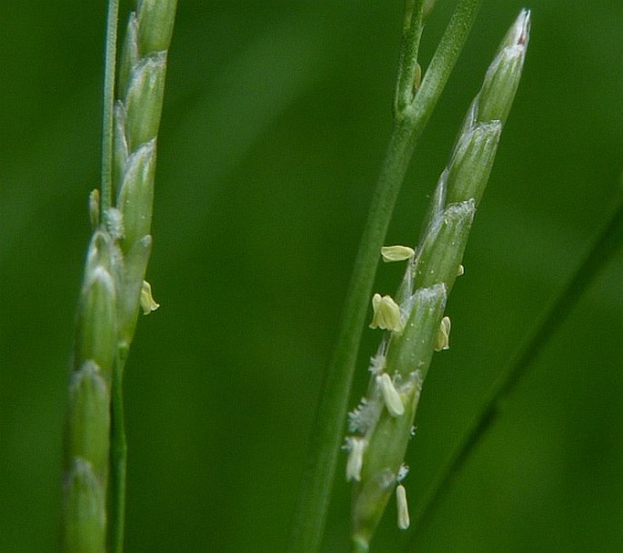 Glyceria notata