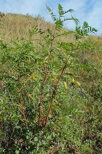 Glycyrrhiza lepidota