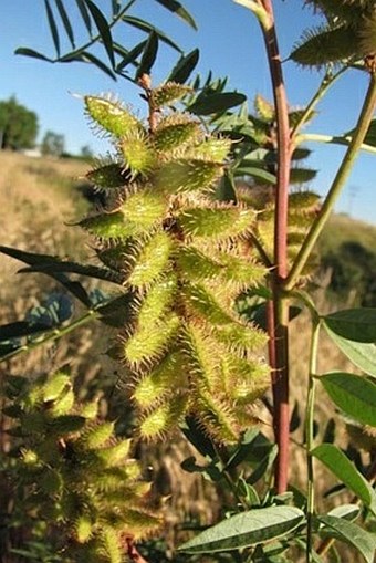 Glycyrrhiza lepidota