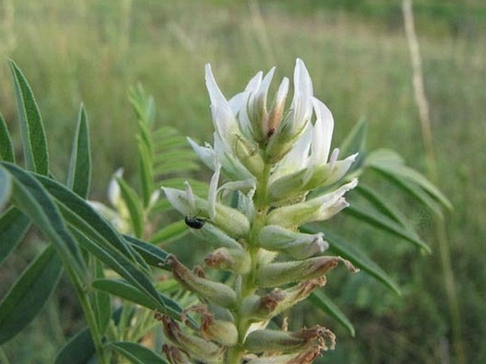 Glycyrrhiza lepidota