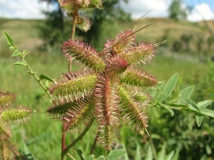 Glycyrrhiza lepidota