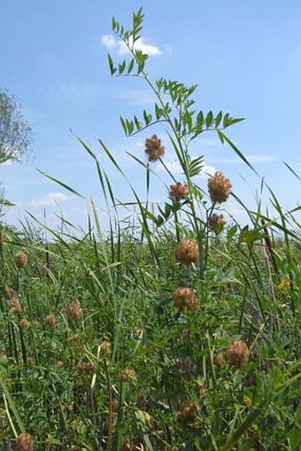 Glycyrrhiza echinata