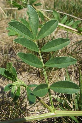 Glycyrrhiza echinata