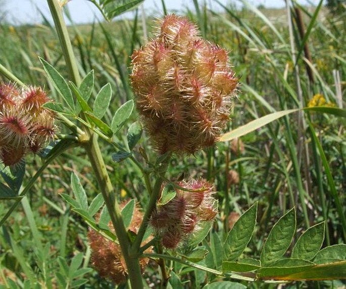 Glycyrrhiza echinata