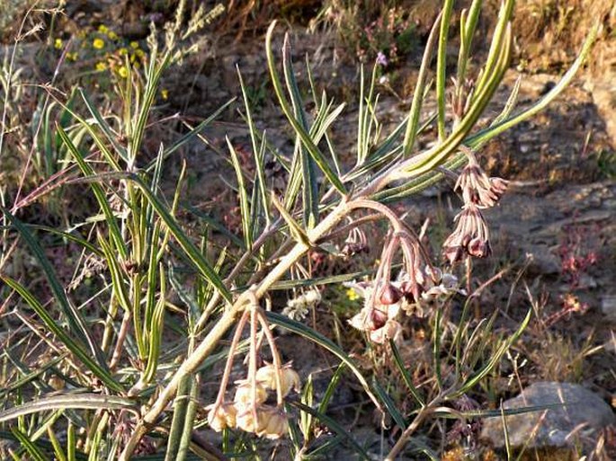 Gomphocarpus fruticosus subsp. flavidus