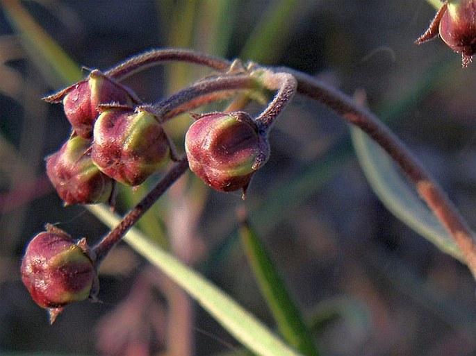 Gomphocarpus fruticosus subsp. flavidus