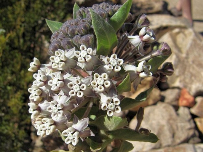 GOMPHOCARPUS CANCELLATUS (Burm. f.) Bruyns – ostnoplod