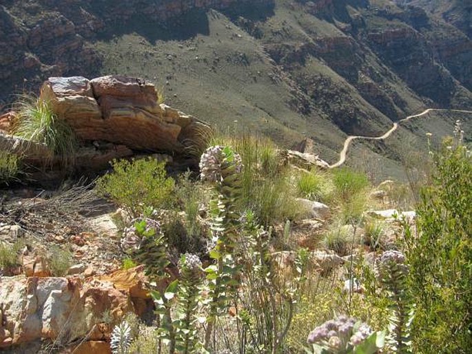 Gomphocarpus cancellatus