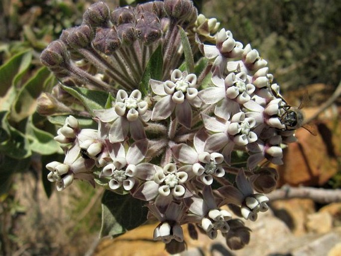 Gomphocarpus cancellatus