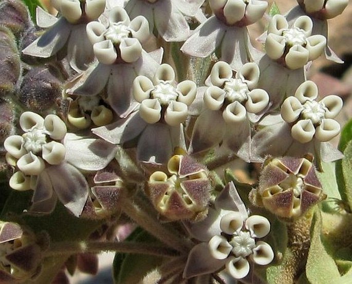 Gomphocarpus cancellatus