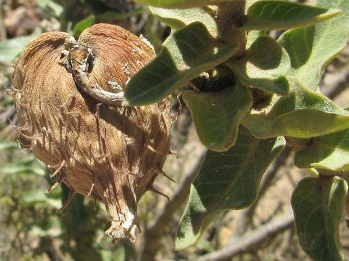 Gomphocarpus cancellatus