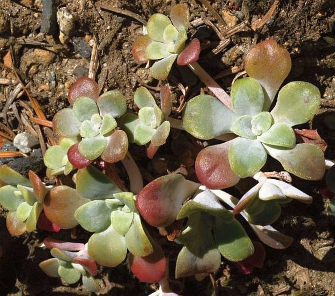 SEDUM SPATHULIFOLIUM Hook. – rozchodník