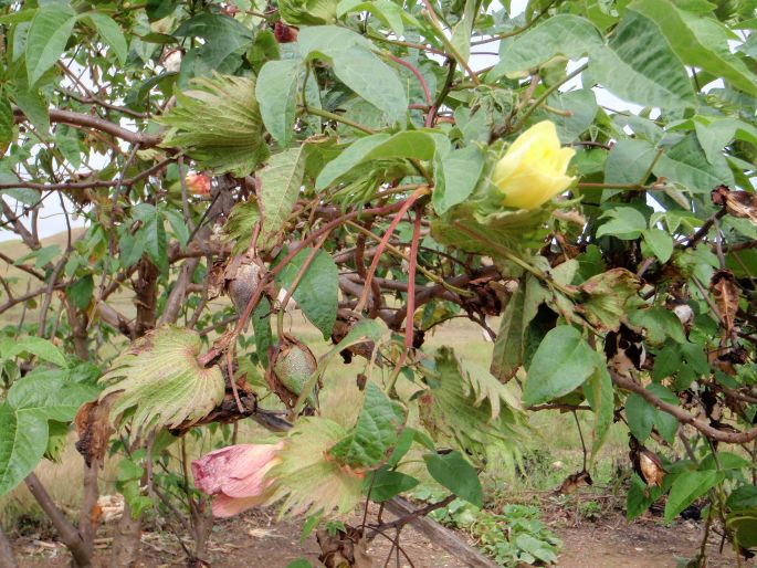 Gossypium barbadense