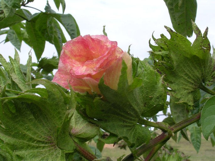 GOSSYPIUM BARBADENSE L. – bavlník barbadoský